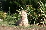 SCOTTISH TERRIER 219